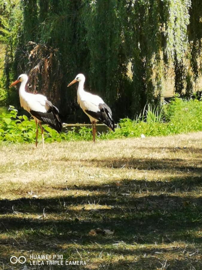 Au Nid De Cigogne Avec Garage A Kaysersberg Ngoại thất bức ảnh